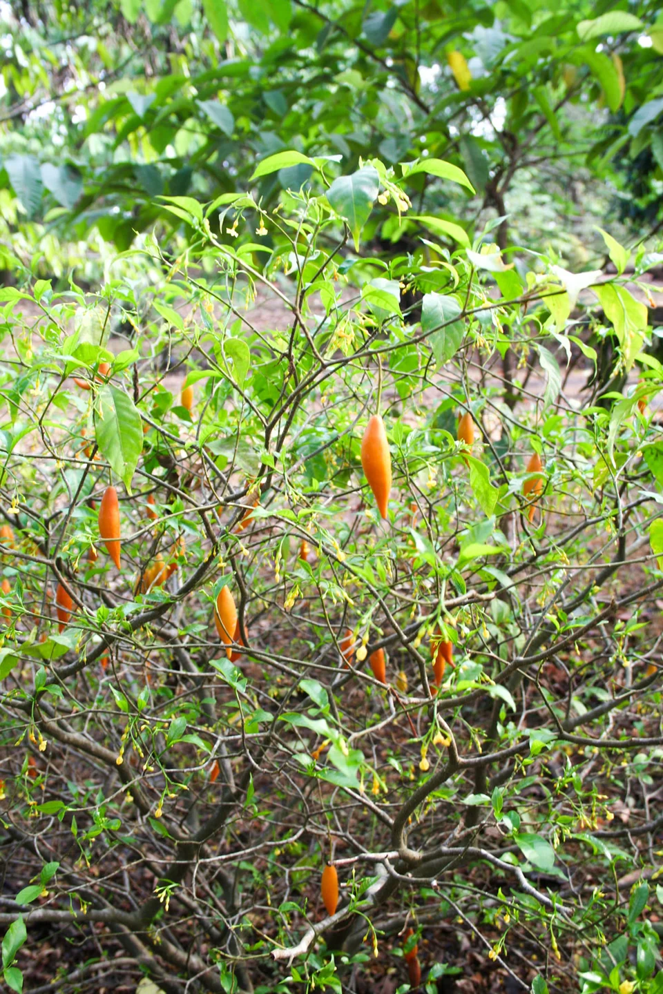 Arbuste d’iboga couvert de feuilles vertes et de fruits orangés