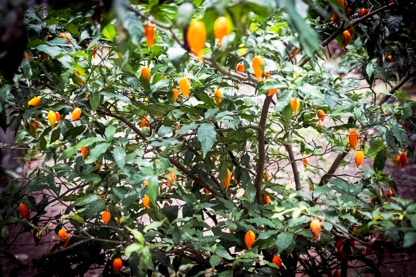 Arbuste d’iboga portant de nombreux fruits orangés