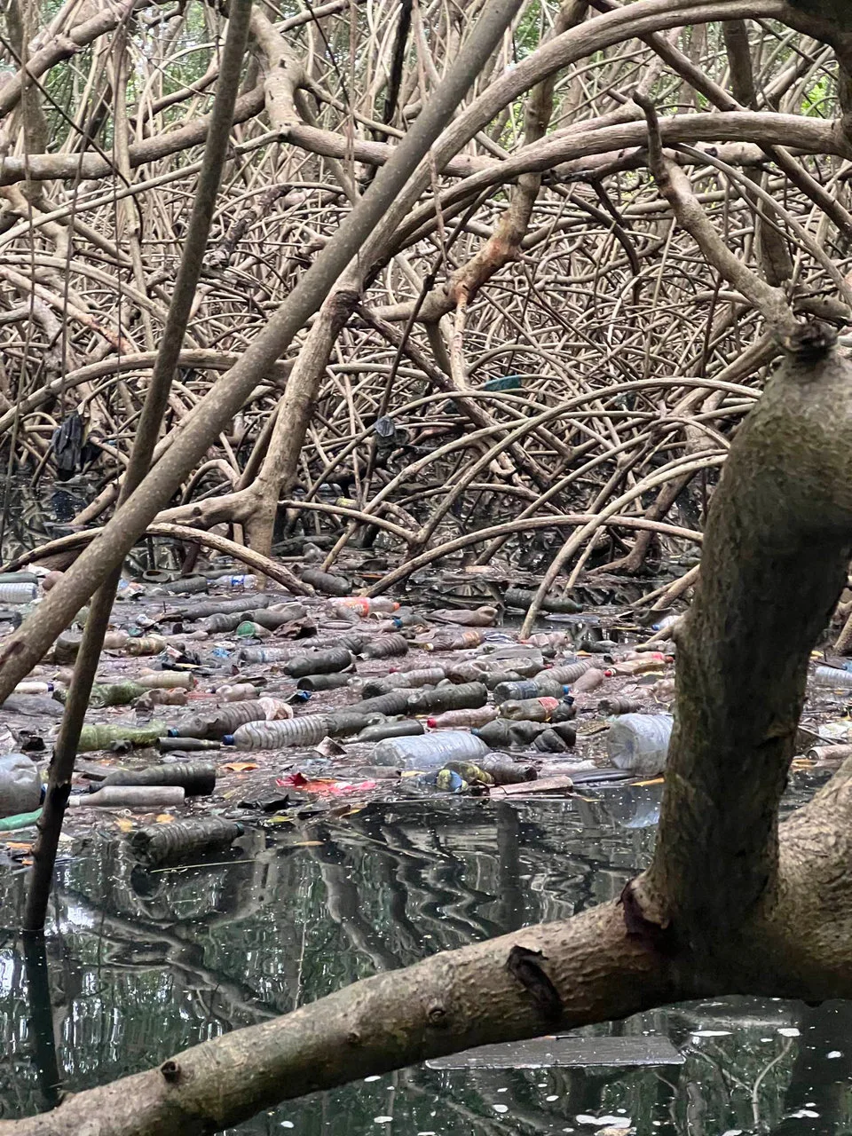 Nettoyage des Mangroves de la Rivière Tsini : Un Combat Contre la Pollution Plastique — photographie 6