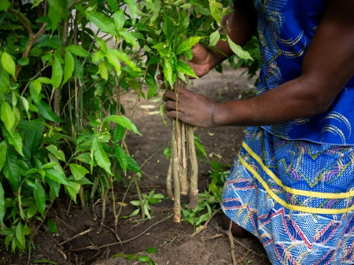 Travail au pied d’un arbuste d’iboga dans une plantation